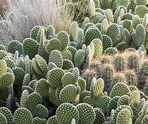 Image result for Cactus Like Tree