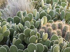 Image result for Cactus La