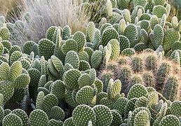 Image result for Cactus Growth