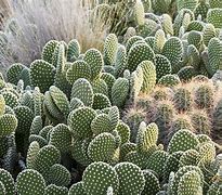 Image result for Cactus Species
