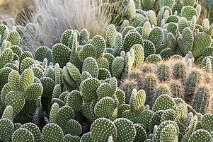 Image result for Colorful Cactus Plants