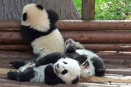 Image result for Panda Bear Cubs