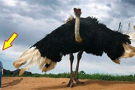 Image result for Largest Bird Ever Recorded