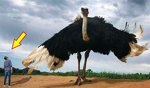 Image result for World Biggest Bird in the Thunderbird