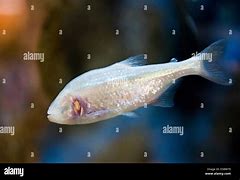 Image result for Fish with No Eyes Name