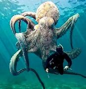 Image result for Giant Pacific Octopus Biggest Ever