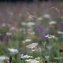 Image result for Images of Pretty Arizona Wildflowers