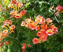 Image result for Tiny trumpet vines