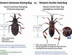 Image result for Kissing Bug Trap