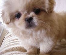 Image result for Adult Dog Cute Face