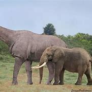 Image result for Largest Mammal Ever Lived