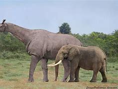 Image result for World's Biggest Mammal