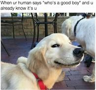 Image result for Long Boy Dog Meme