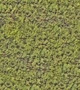 Image result for Hedge Texture