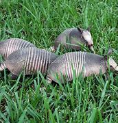 Image result for Baby 9 Banded Armadillo