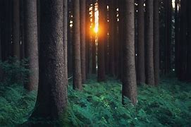 Image result for 3840X2160 Forest