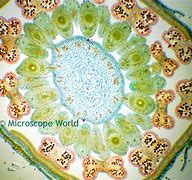Image result for dicot�mico