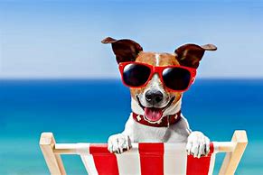 Image result for Beach Dog Fun