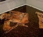 Image result for Lindow Man Exhibit V. British Museum