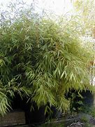 Image result for Fargesia robusta Tauro