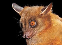 Image result for Fruit Bat Face Side View