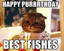 Image result for cat meme birthday