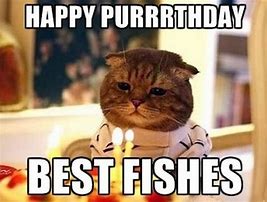 Image result for Cute Happy Birthday Cat Meme