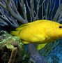 Image result for Water Sea Life