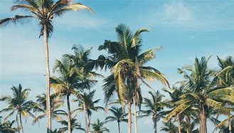 Image result for Palm Tree and Cash Wallpaper