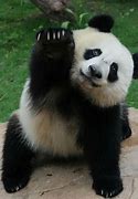 Image result for Smiling Panda Bear