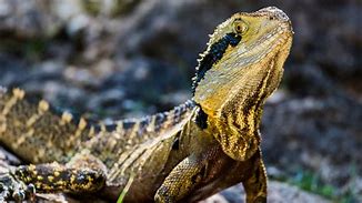 Image result for Chinese Water Dragon Lizard Wallpaper