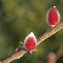 Image result for Salix gracilistyla Mount Aso