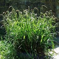 Bildergebnis für Carex pendula