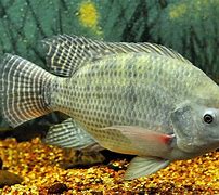 Image result for tilapia