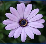 Image result for flor