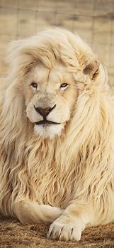 Image result for iPhone 11 Wallpaper Lion