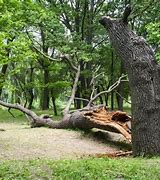 Image result for Hollowed Out Trunk of a Dead Tree