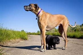 Image result for African Largest Dog