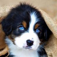 Image result for Dog Wallpaper for Kindle Fire