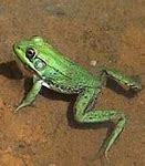 Image result for Summer Frog