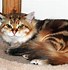 Image result for Red Siberian Cat