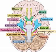 Image result for Cranial Nerves Names
