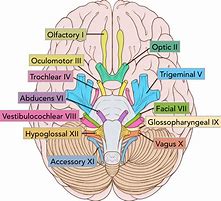 Image result for Brain and Nerves Layed Out