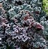 Image result for Heuchera Purple Petticoats