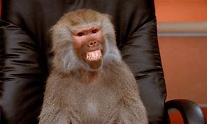 Image result for Funny Monkey Office