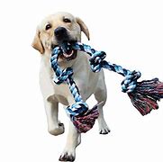 Image result for dogs rope chewing toy