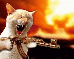 Image result for Shots Fired Cat Meme