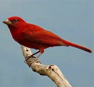 Image result for Solid Red Birds New Mexico