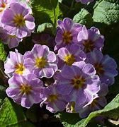 Image result for Primula vulgaris Avondale