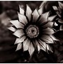 Image result for Dark Flower Art